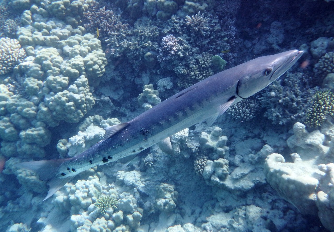 Крупная одиночная большая барракуда (Sphyraena barracuda) у кораллового рифа Красного моря: вытянутое серебристое тело, выступающая нижняя челюсть, на боках тёмные пятна неправильной формы